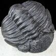 Detailed, Pedinopariops Trilobite - Mrakib, Morocco #55978-1